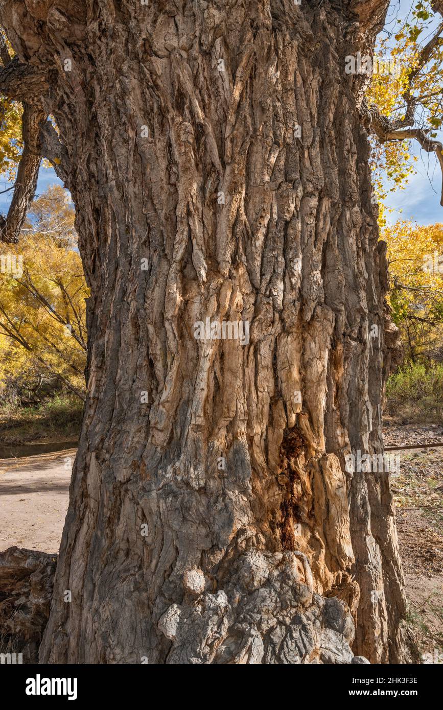 Old cottonwood tree hires stock photography and images Alamy