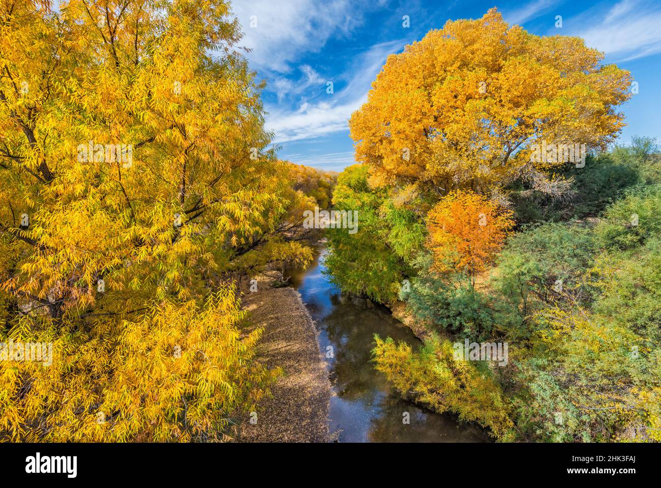 Cottonwood and willow trees in fall foliage over Gila River, view from