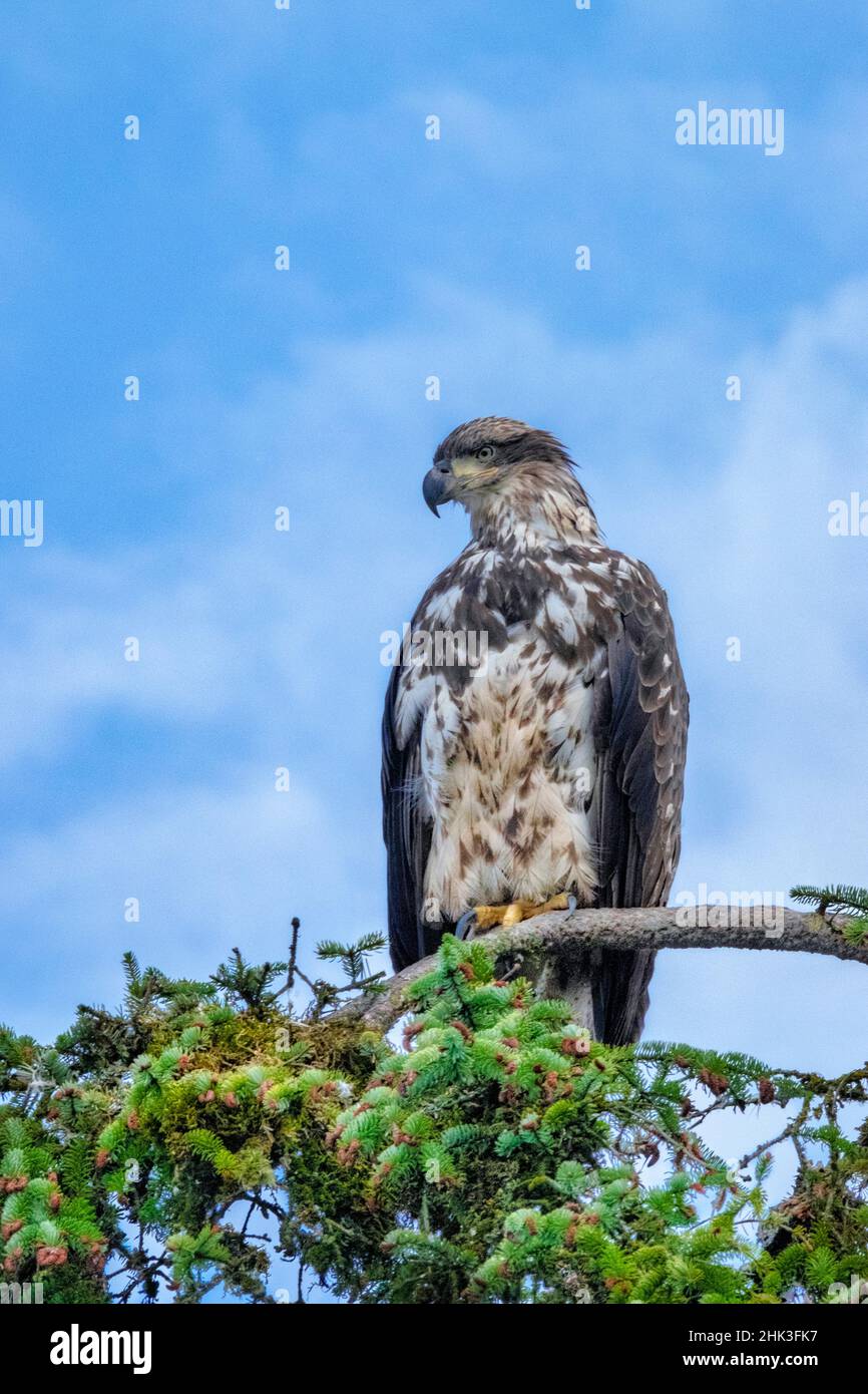 Bald Eagle, Alaska, USA Stock Photo