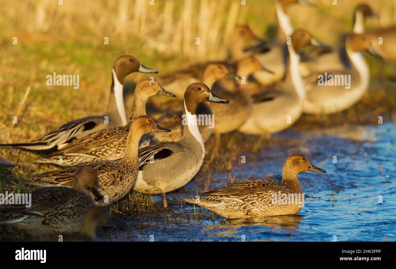 Northern pintails at first light Stock Photo