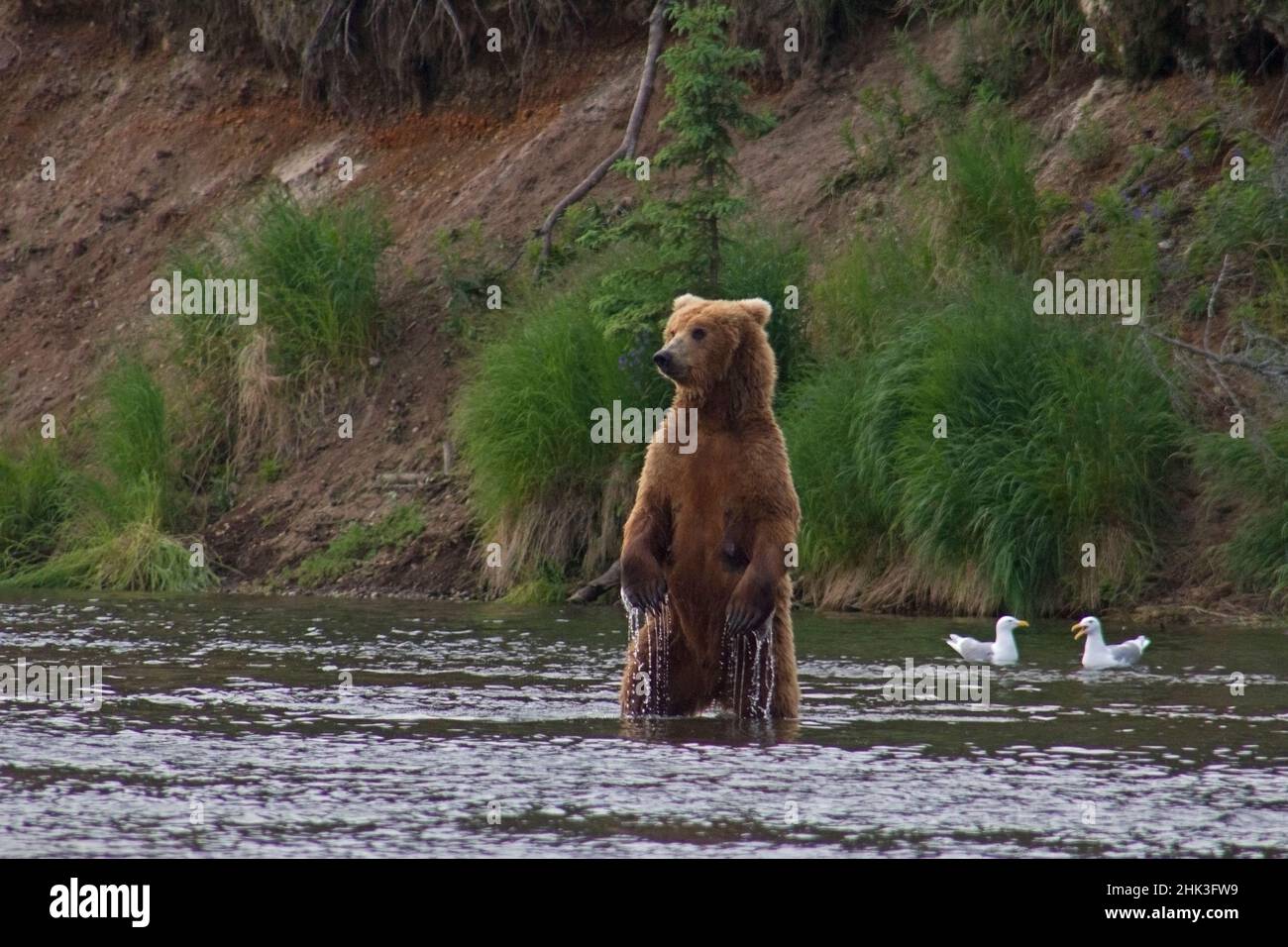 USA, Alaska, Katmai. Grizzly bear standing upright in water Stock Photo ...