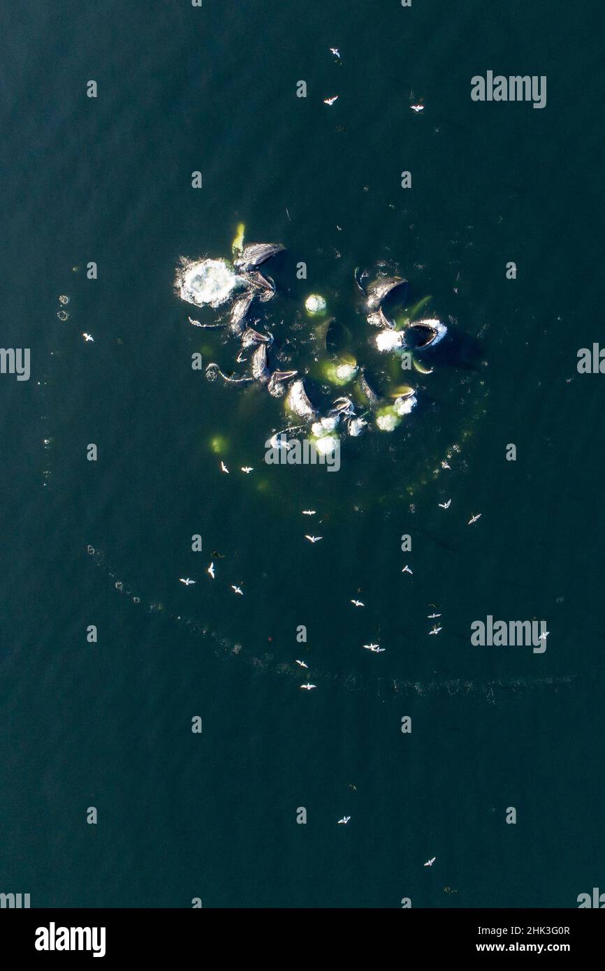 Humpback whale bubble net aerial hi-res stock photography and images ...