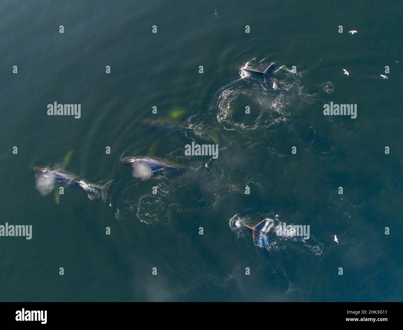 Humpback whale bubble aerial hi-res stock photography and images - Alamy