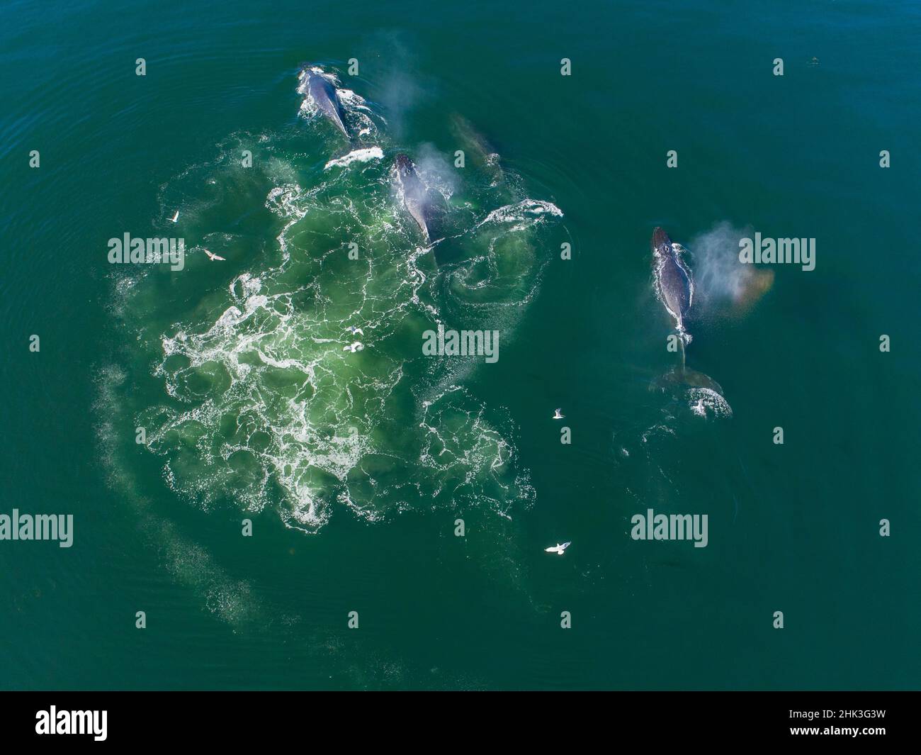 Humpback whale bubble net aerial hi-res stock photography and images ...
