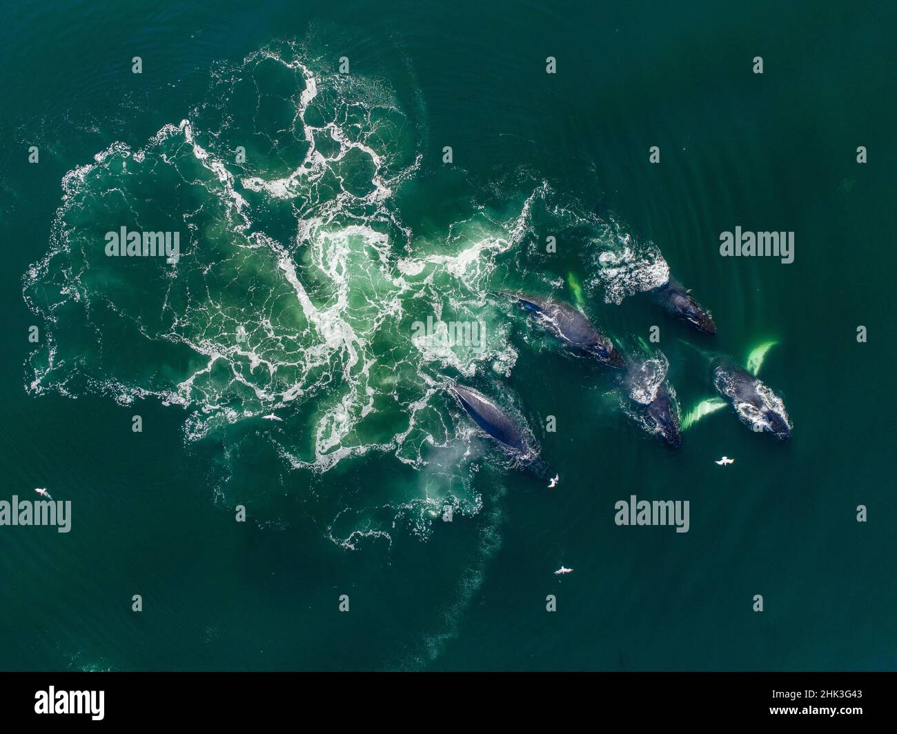 Humpback whale bubble net aerial hi-res stock photography and images ...
