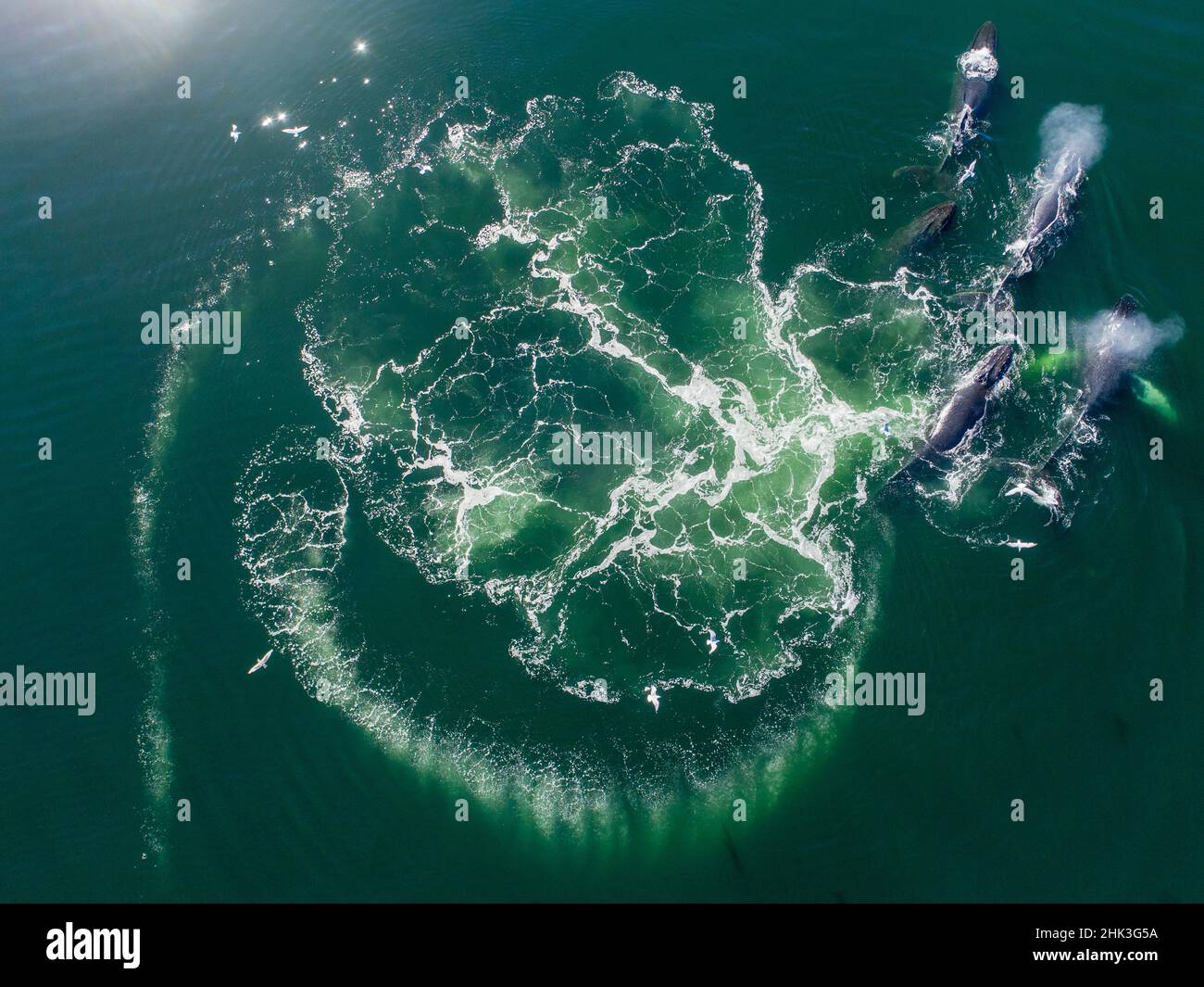 Humpback whale bubble net aerial hi-res stock photography and images ...