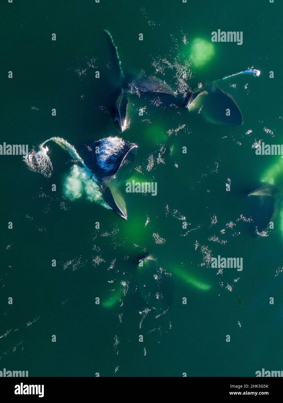 Humpback whale bubble aerial hi-res stock photography and images - Alamy