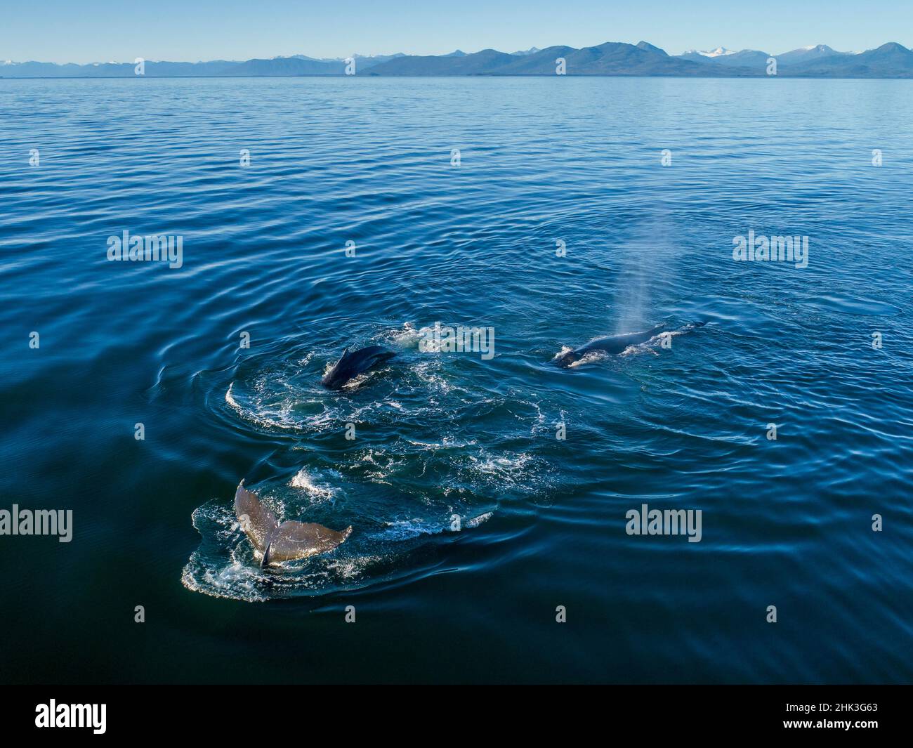 Humpback whale bubble net aerial hi-res stock photography and images ...