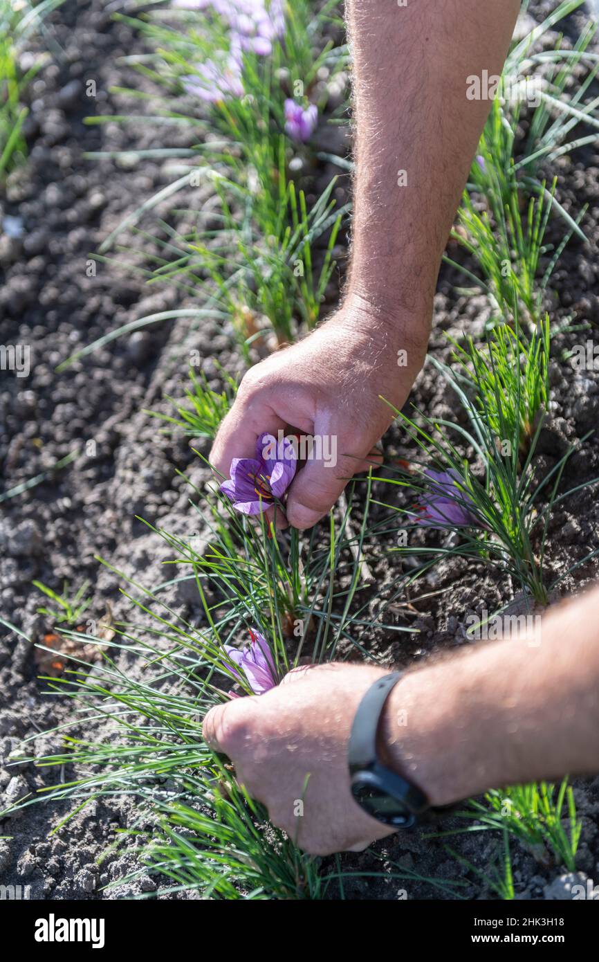 Harvesting saffron flowers (Crocus sativus) to harvest saffron in