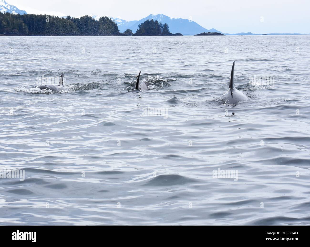 USA, Alaska, Sitka, Sitka Sound killer whales playing in water. Stock Photo