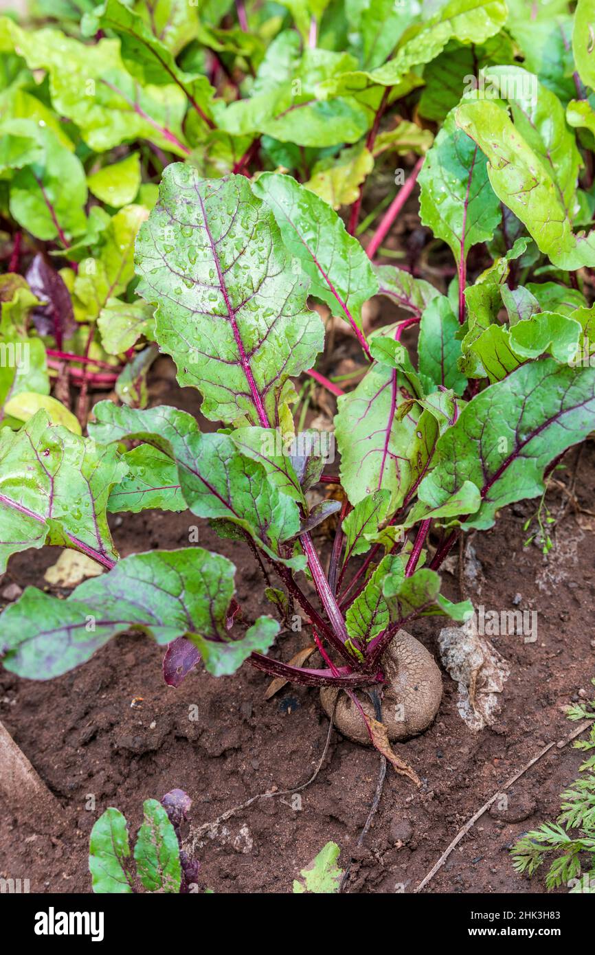 Red beet beta vulgaris var rubra hires stock photography and images