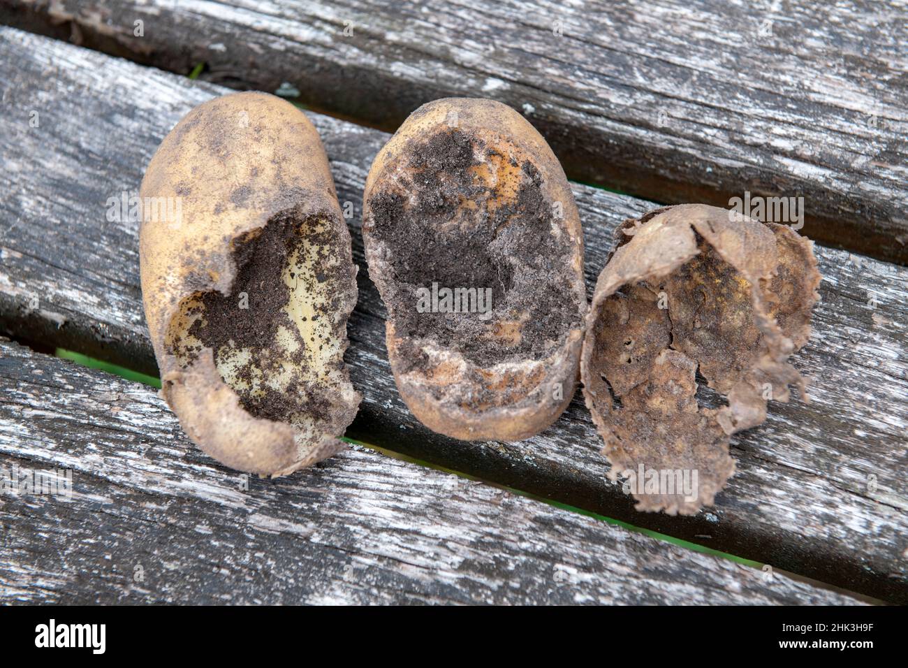 Two potatoes eaten by field mice, summer, Moselle, France Stock Photo