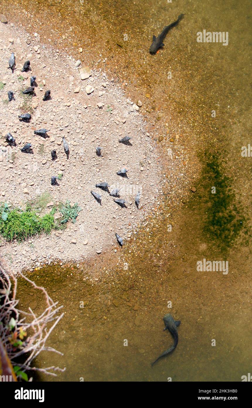 Wels Catfish (Silurus glanis) watching a group of Pigeons, catfish