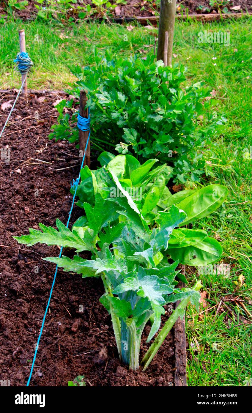 Vegetable garden, perennials and vegetables celery, sorrel, artichoke