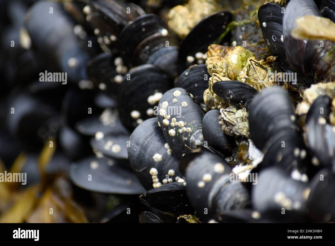 Alaska, Ketchikan, mussels on beach with barnacles. Stock Photo