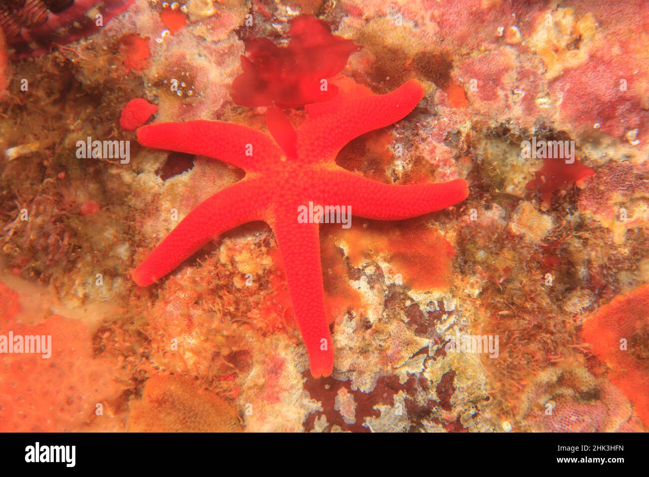Blood Sea Star (Henricia leviuscula),  Saint Lazerius Island near Sitka, S. E. Alaska, USA Stock Photo