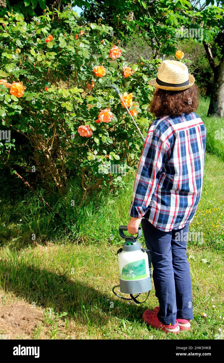 Spraying a milkbased powdery mildew treatment Stock Photo Alamy