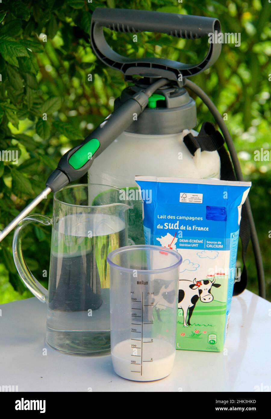 Spraying a milkbased powdery mildew treatment Stock Photo Alamy