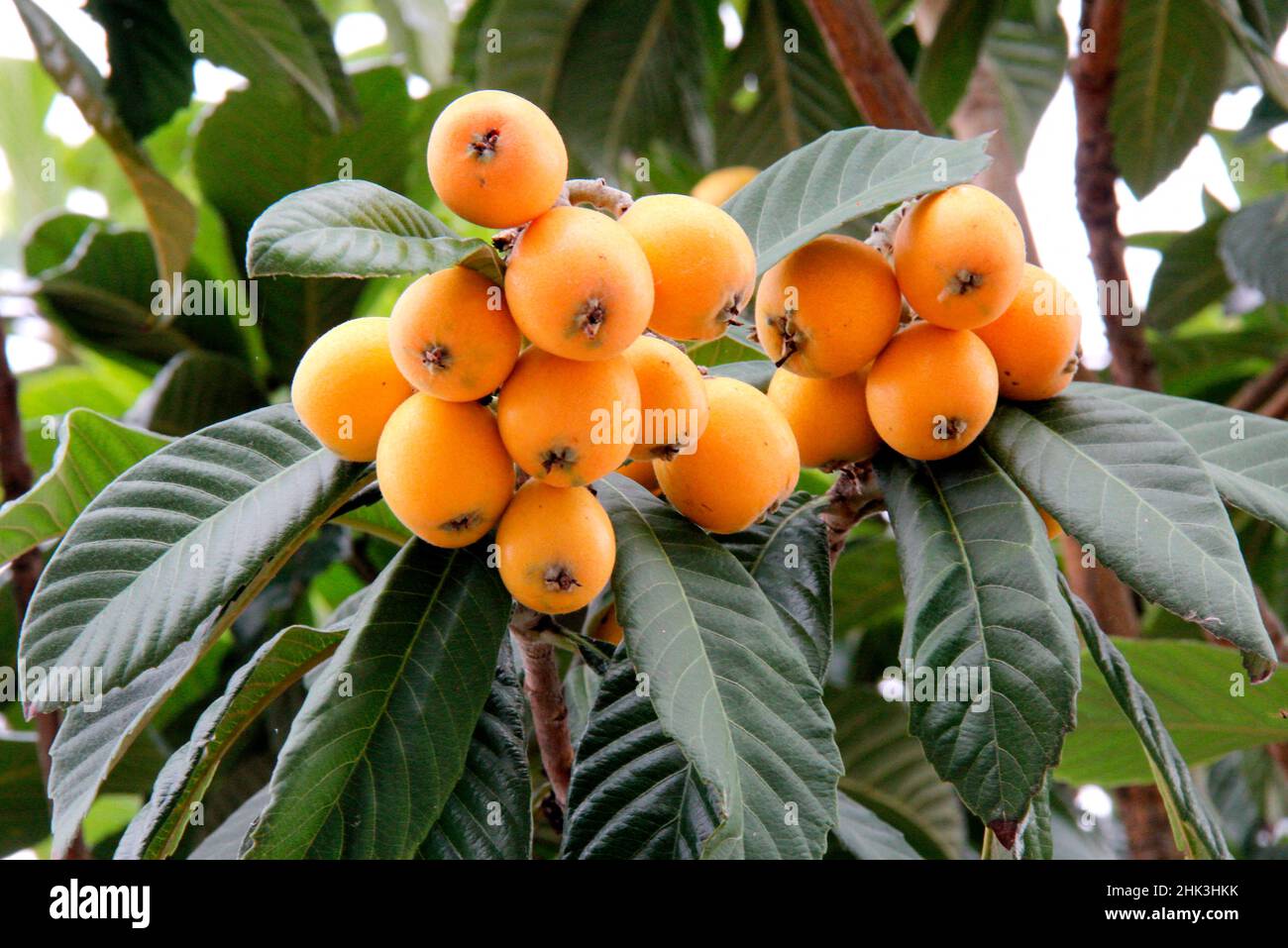 Medlar tree's fruits, loquat (Eriobotrya japonica Stock Photo Alamy