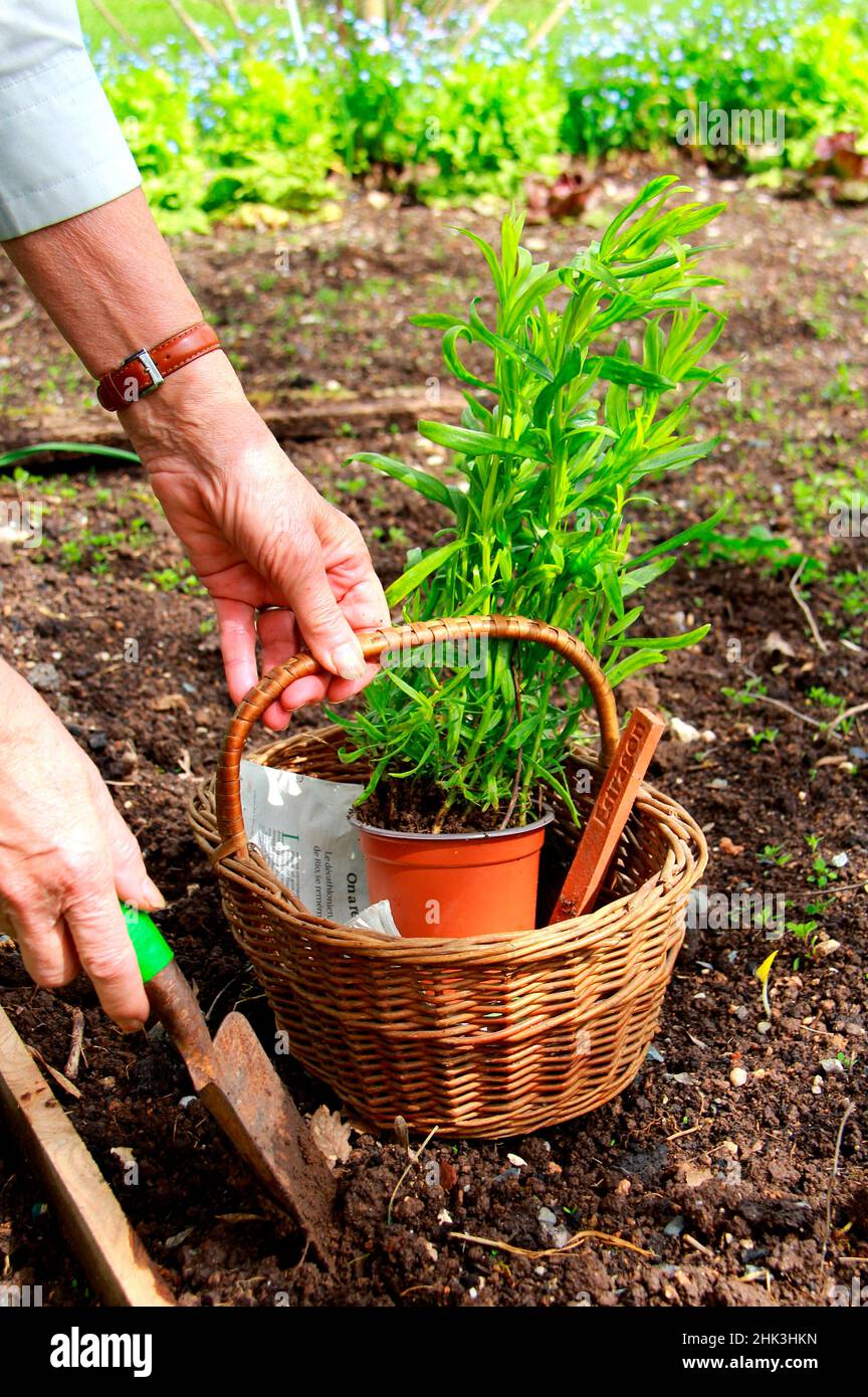 Planting of a plant of Tarragon (Artemisia dracunculus Stock Photo Alamy