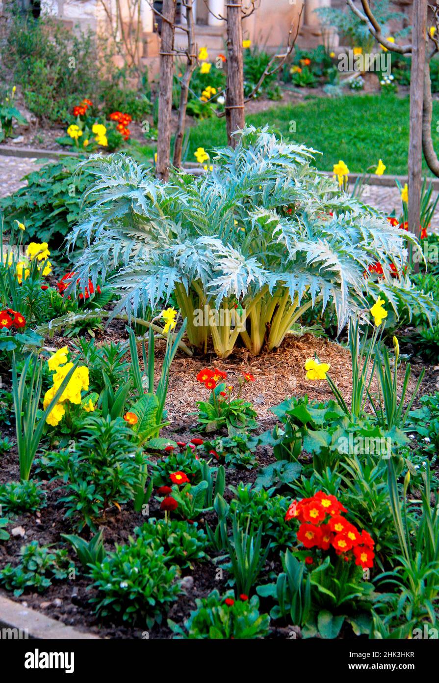 Spring bed with artichoke (Cynara sp), daffodil and narcissus
