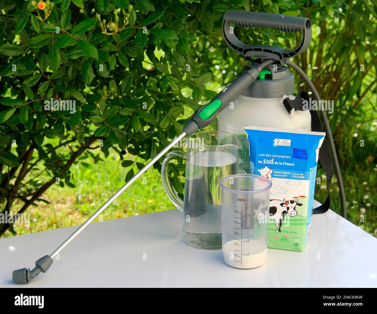 Spraying a milkbased powdery mildew treatment Stock Photo Alamy