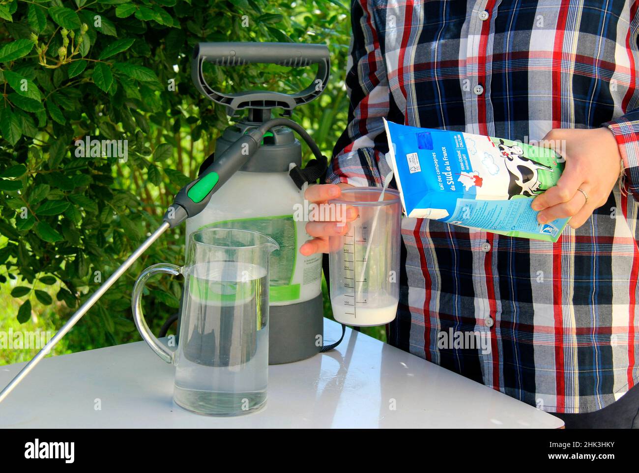 Spraying a milkbased powdery mildew treatment Stock Photo Alamy