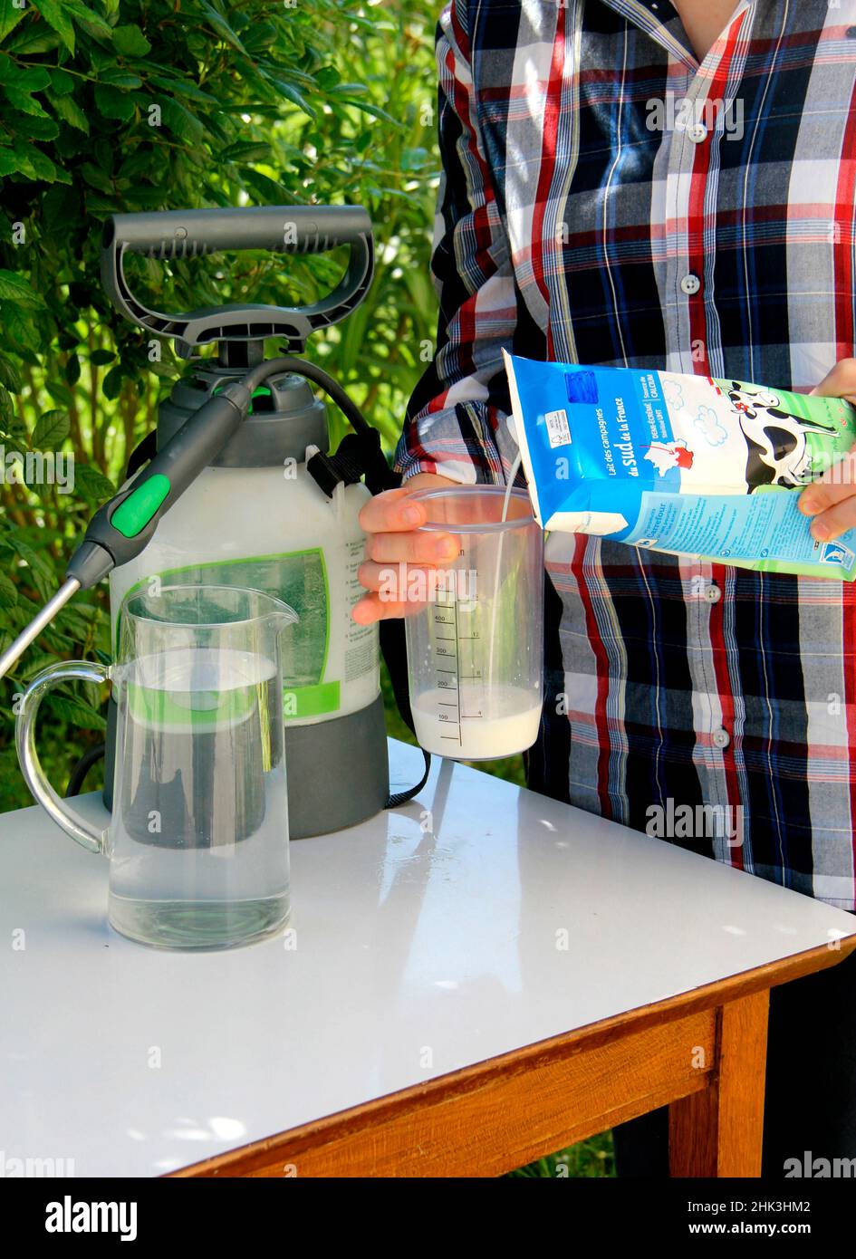 Spraying a milkbased powdery mildew treatment Stock Photo Alamy