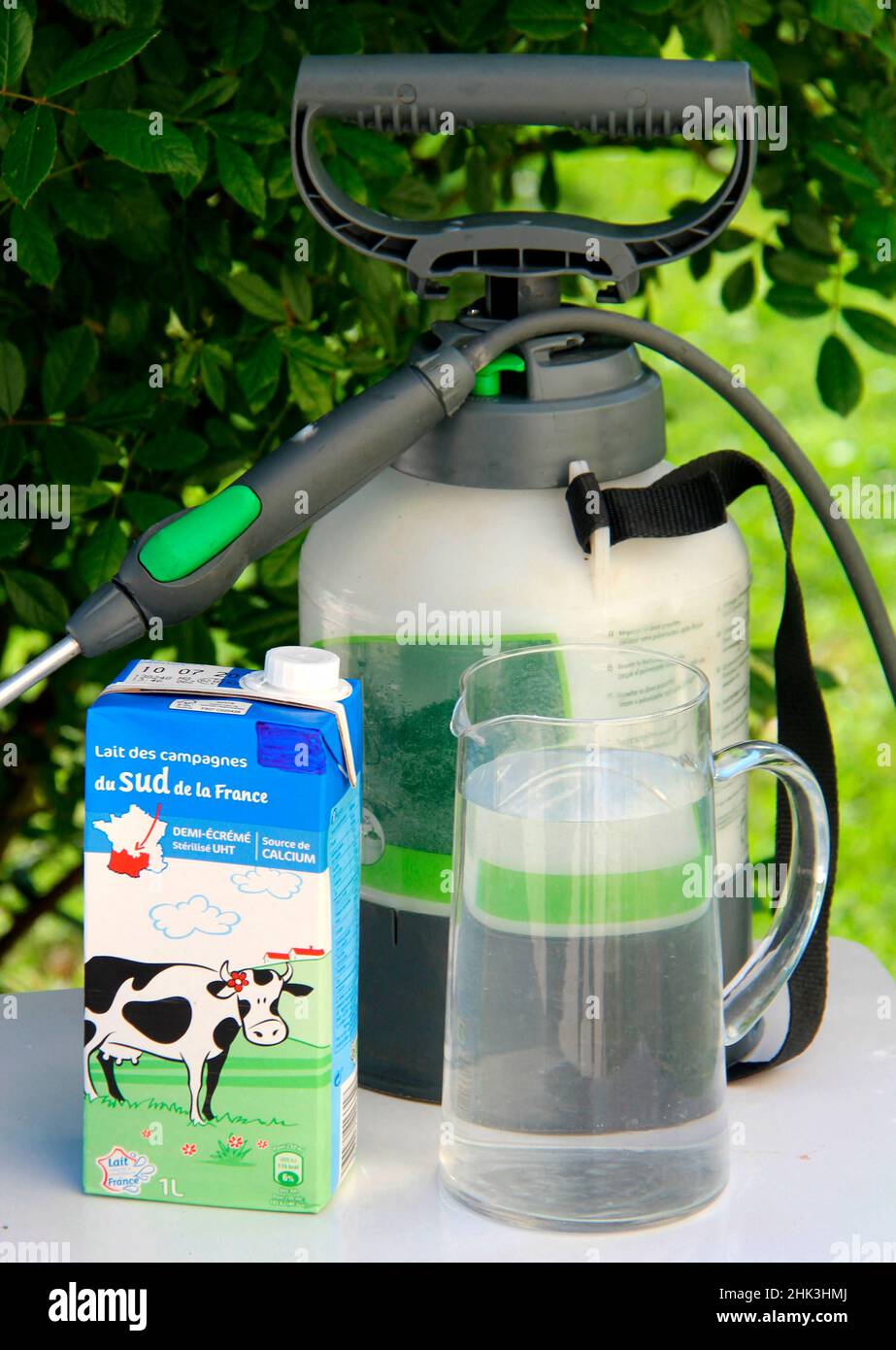 Spraying a milkbased powdery mildew treatment Stock Photo Alamy