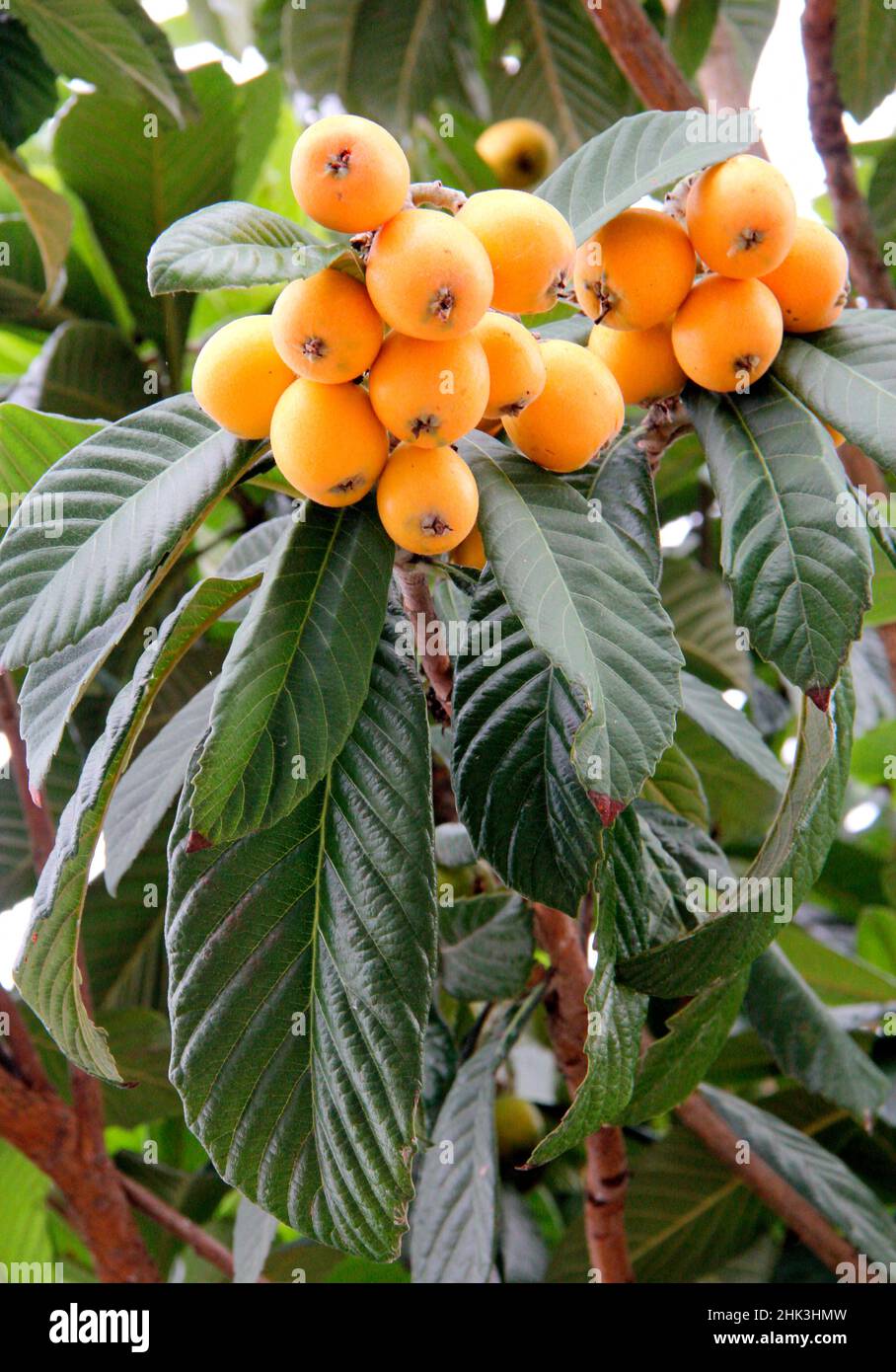 Medlar tree's fruits, loquat (Eriobotrya japonica) Stock Photo