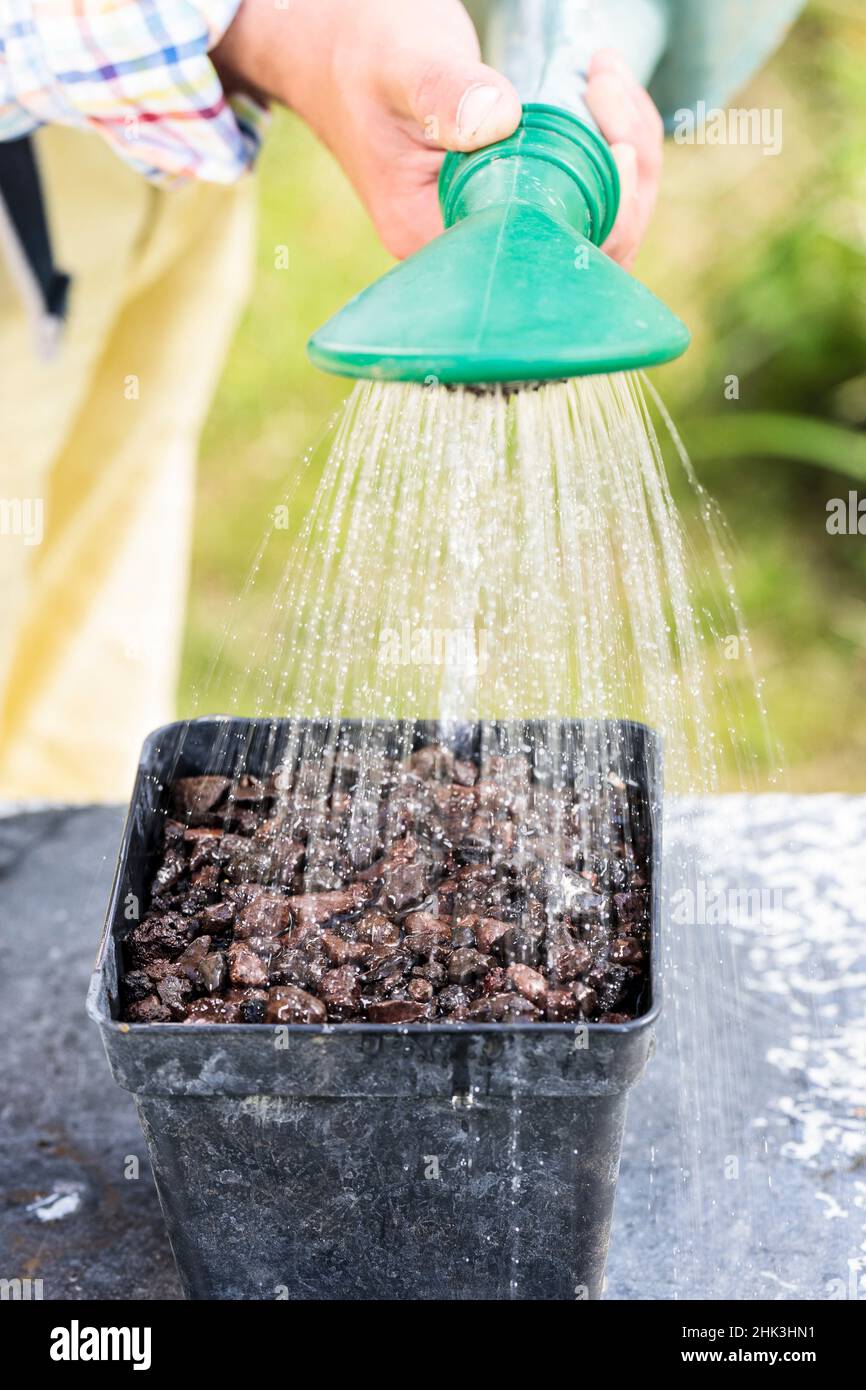 Sowing of Purple Coneflower (Echinacea purpurea) step by step. Watering the sowing pot. Stock Photo