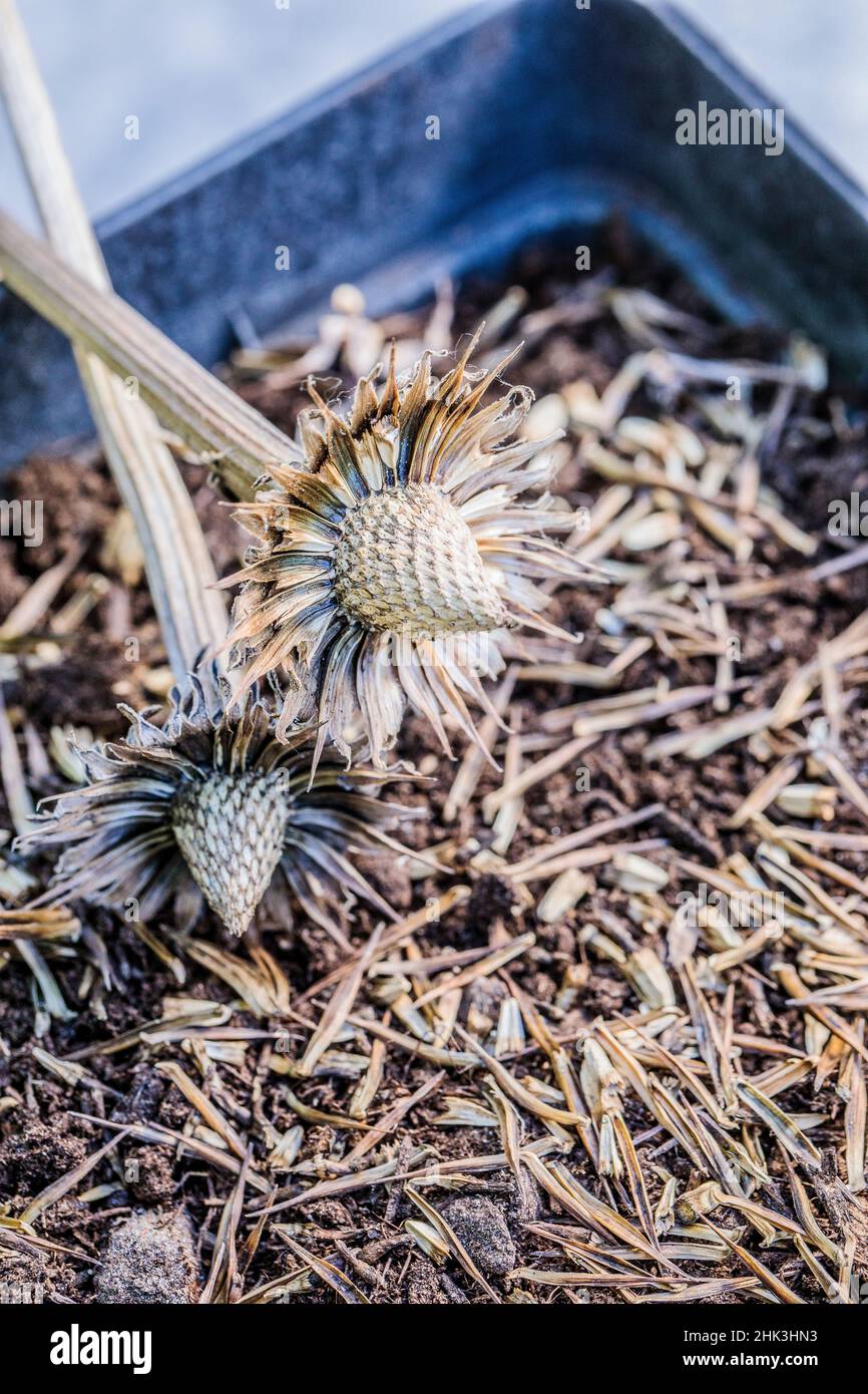 Sowing of Purple Coneflower (Echinacea purpurea) step by step. Spread the achenes on the surface of a seed pot. Stock Photo