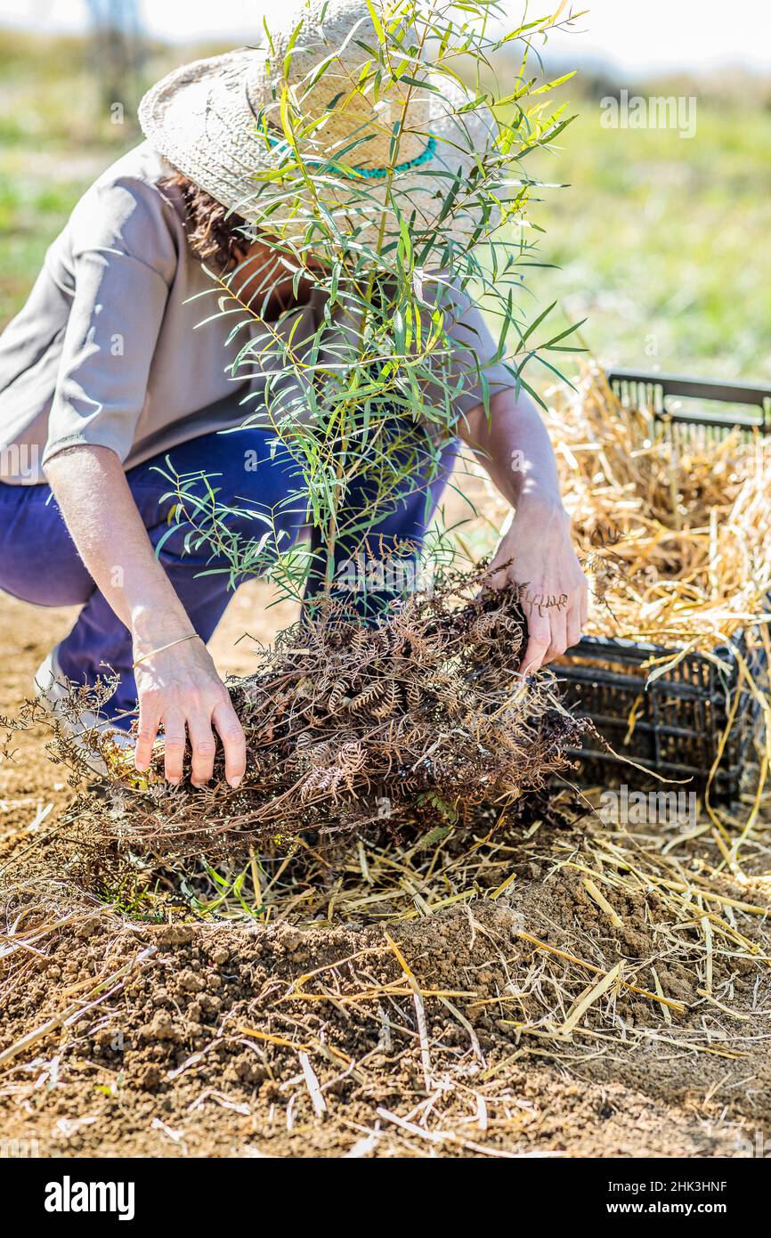 Change of mulch before winter at the foot of a young Eucalyptus tree: installation of a thermal mulch (Ferns fronds) Stock Photo