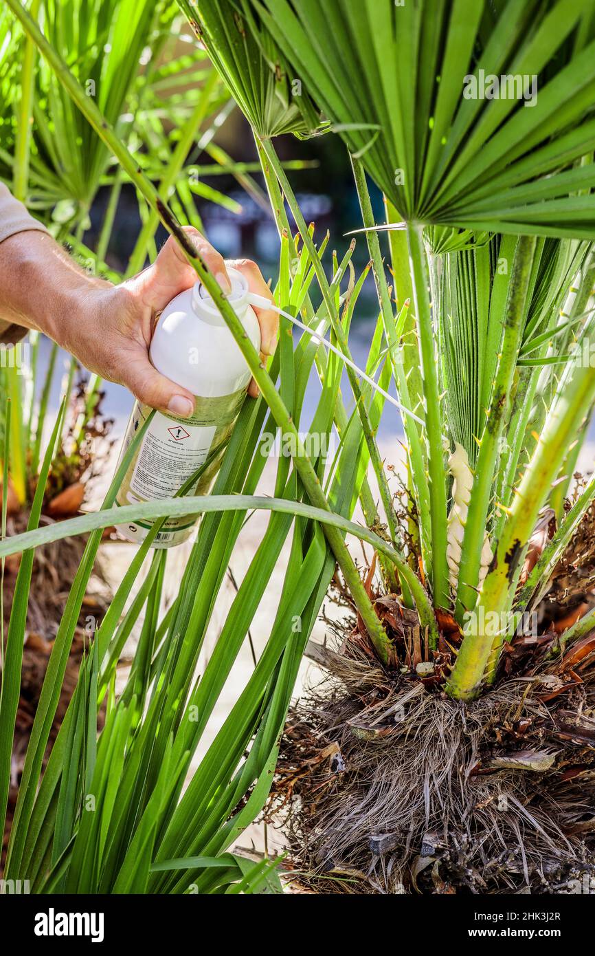 Application of a protection (Biopalm) against the palm butterfly on a doum palm (Chamaerops humilis). Stock Photo