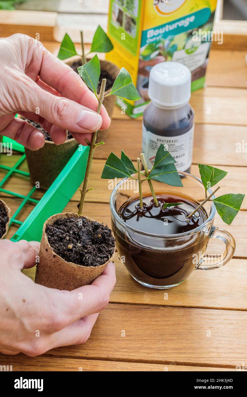 Potting a privet cutting in a biodegradable cup and soaking it in a rooting aid solution based on humic acid (replaces the traditional cutting hormone Stock Photo