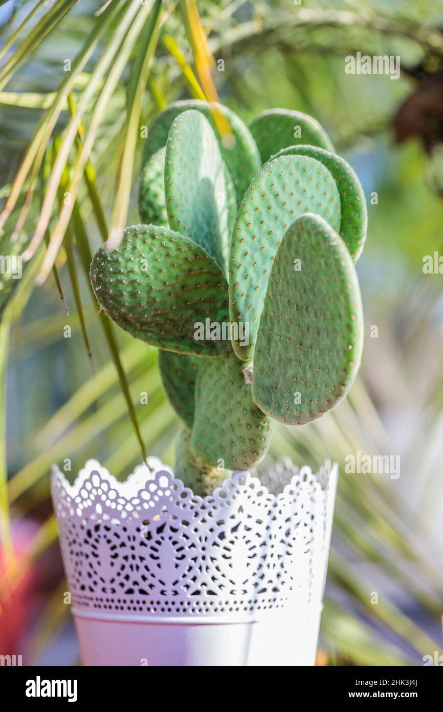 Polka dot Cactus (Opuntia microdasys) 'Caress' grown in pots indoors: this cactus has no thorns. Stock Photo