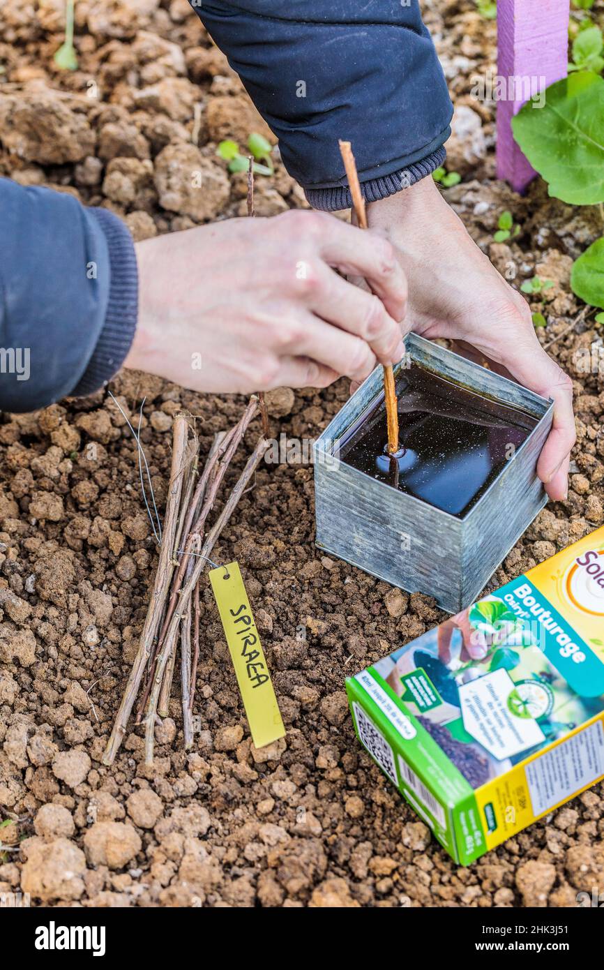 Soaking of spirea cuttings in a bath of humic acid to facilitate rooting (cutting hormone