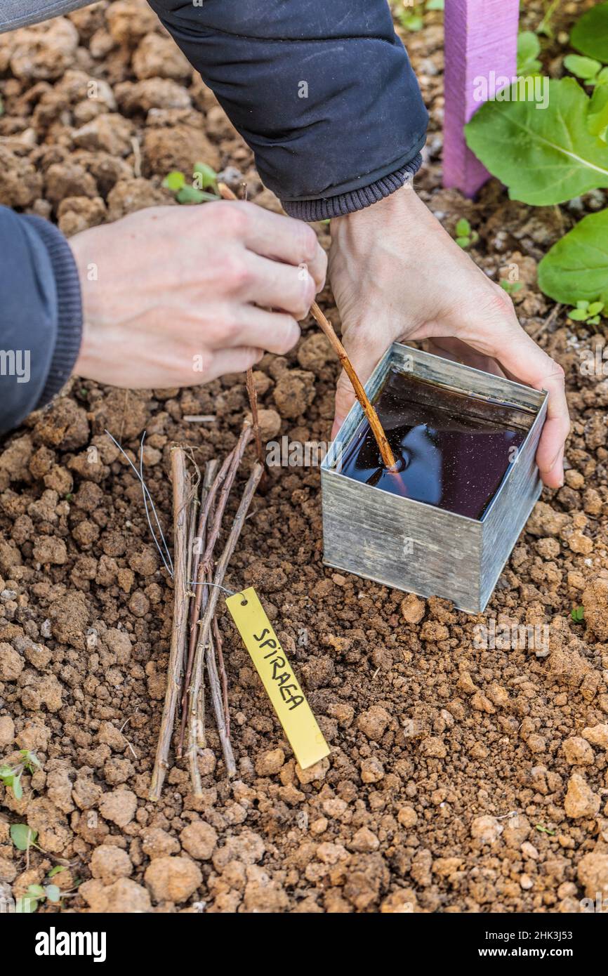 Soaking of spirea cuttings in a bath of humic acid to facilitate rooting (cutting hormone