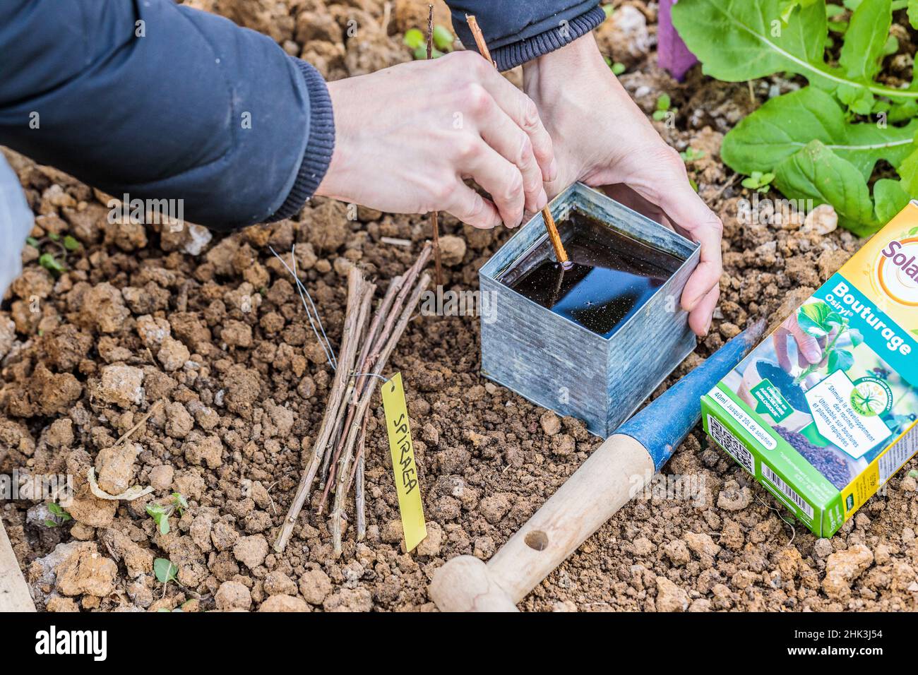 Soaking of spirea cuttings in a bath of humic acid to facilitate rooting (cutting hormone