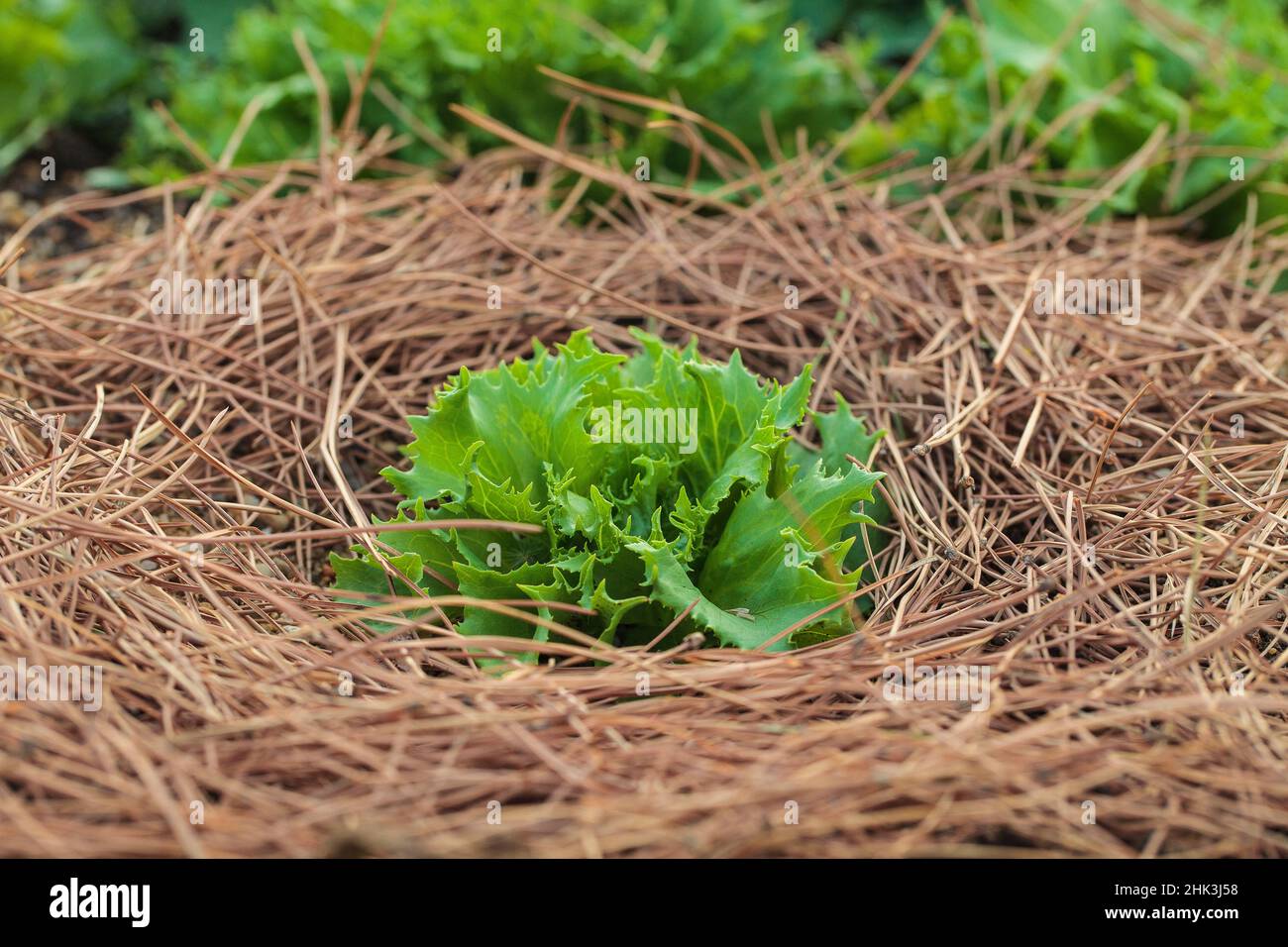 Young Batavia 'Queen of Ice' lettuce protected by a pine needle mulch, especially against gastropods. Stock Photo