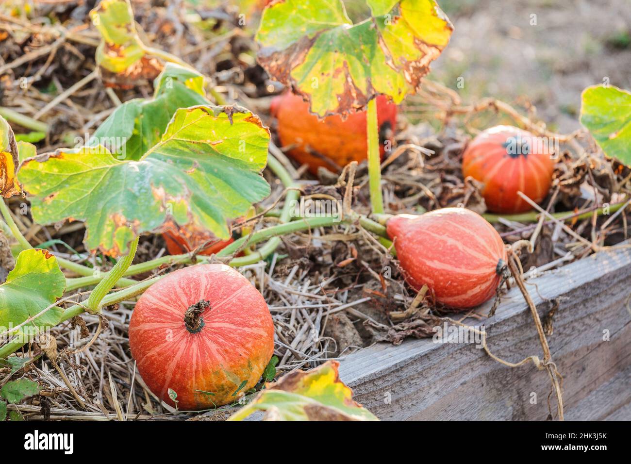 Pumpkins 'Red Kuri' ready to be harvested in September. Stock Photo