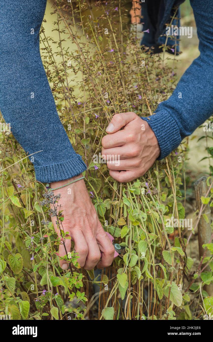 Man pulling down an aromatic plant (Calament, Calamintha sp) in autumn. Stock Photo