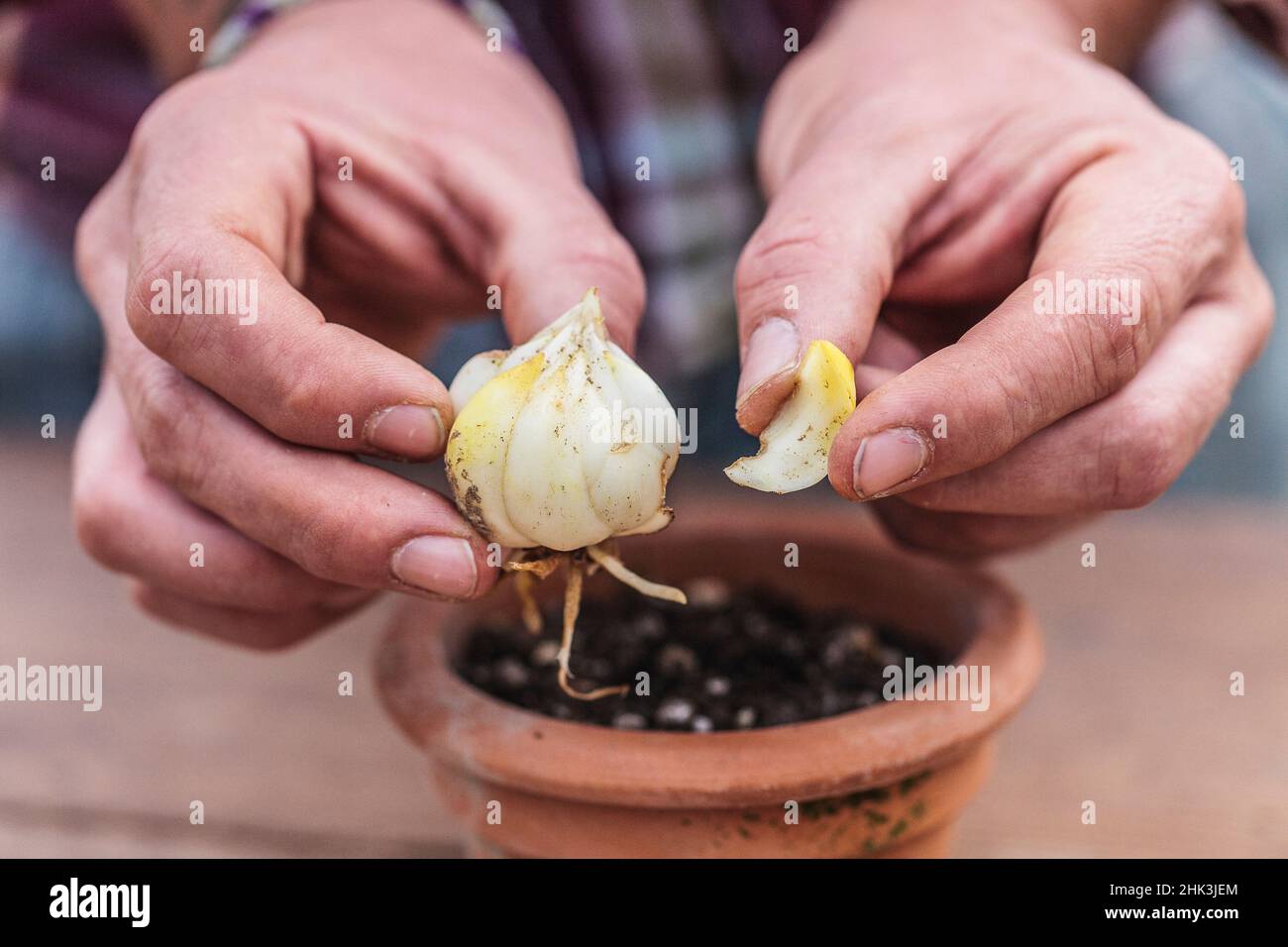 Cutting of a royal lily (Lilium regale) from scales taken from a bulb. Stock Photo