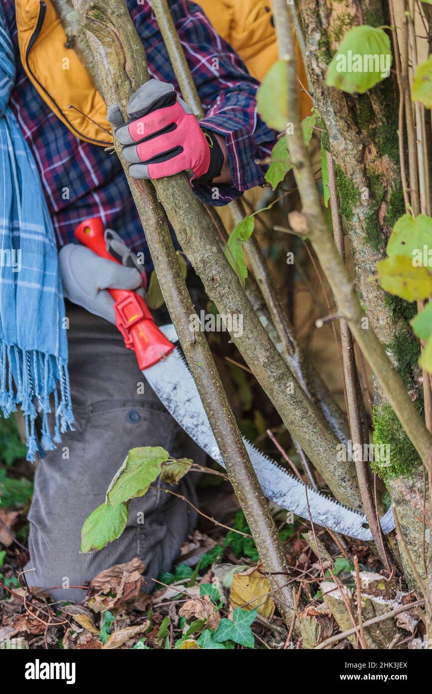 Man pruning a hazelnut tree removal of the oldest stems to let air in