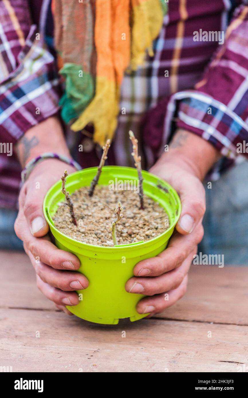Putting redcurrant cuttings in a pot filled with sand in winter. Stock Photo