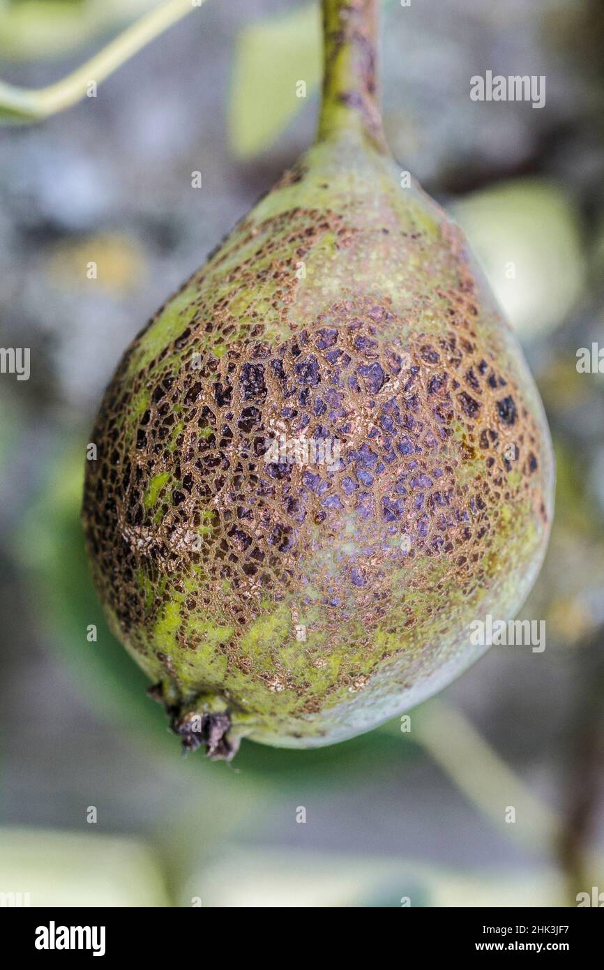 Scab sign on a pear. The fruit will be edible but of lesser gustative quality and not marketable. Stock Photo