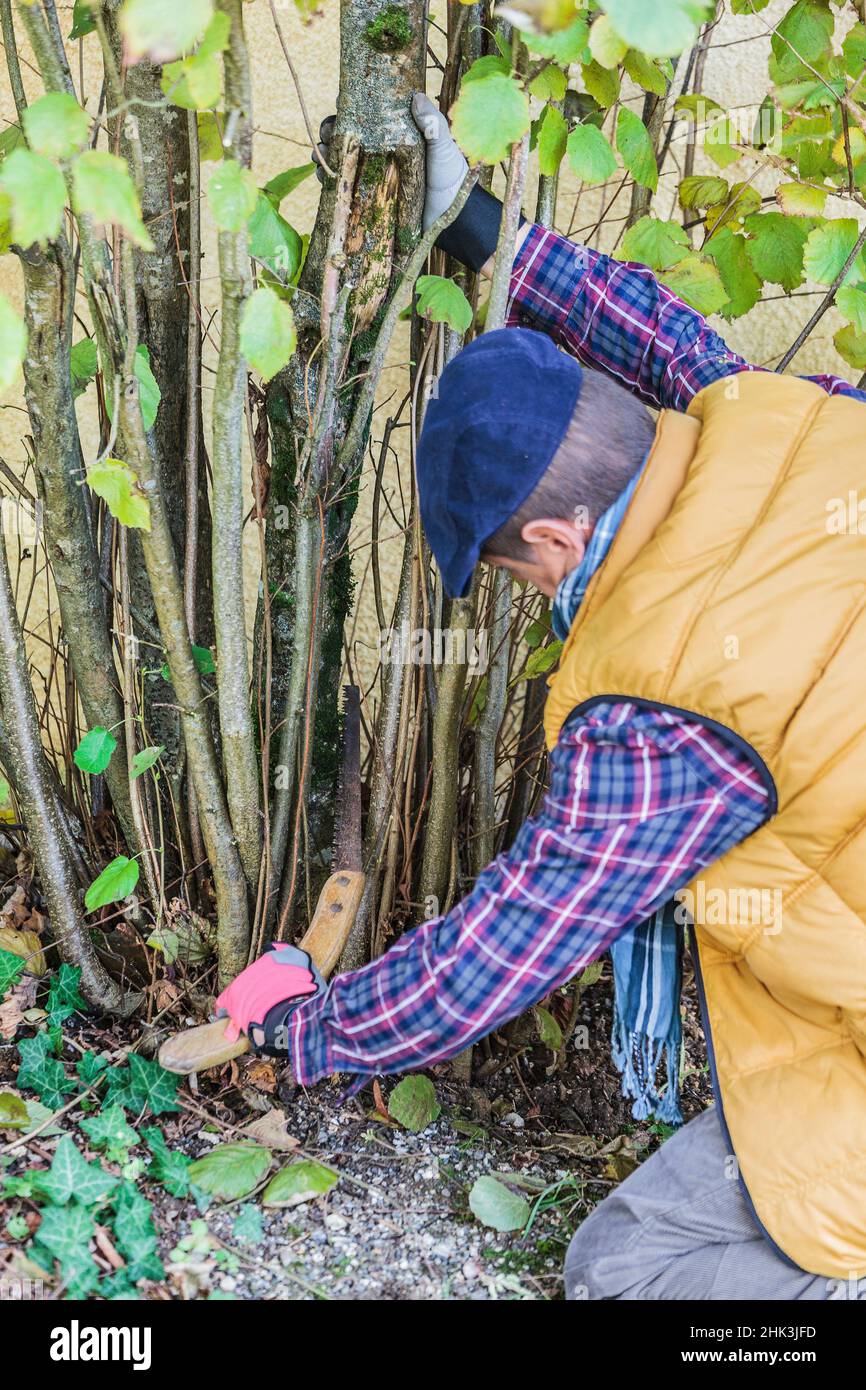 Man pruning a hazelnut tree: removal of the oldest stems to let air in and make space for the youngest. Stock Photo
