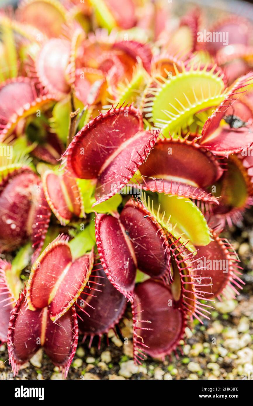 Venus flytrap (Dionaea muscipula) 'Giant Mansille', variety with large coloured traps. Stock Photo