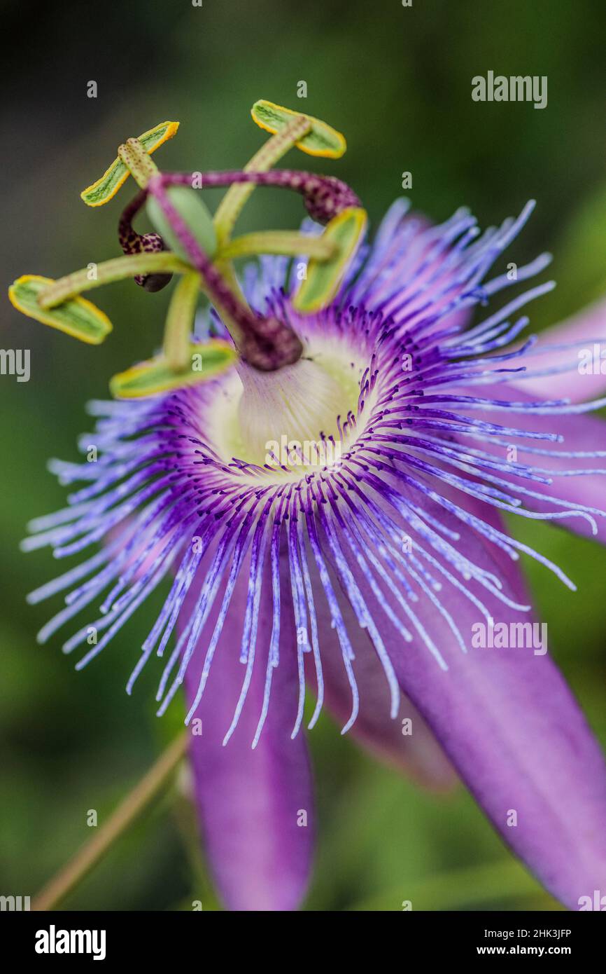 Detail of the hybrid passionflower 'Lavender Lady'. Stock Photo