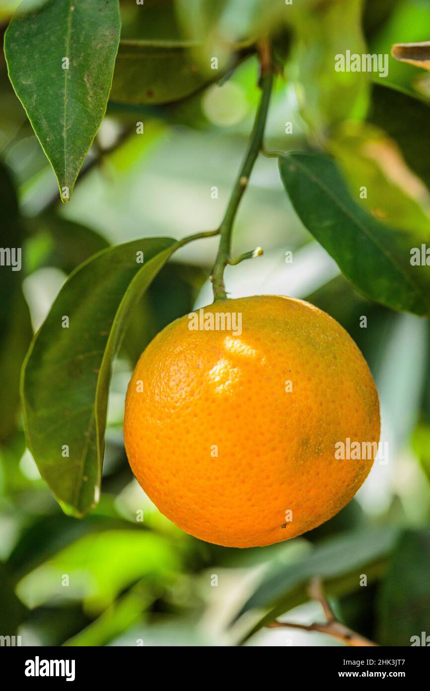 Mandarin 'Page': looks like an orange but technically, 'Page' is a hybrid between a tangelo and a mandarin. Juicy fruit and sweet flavour. Stock Photo